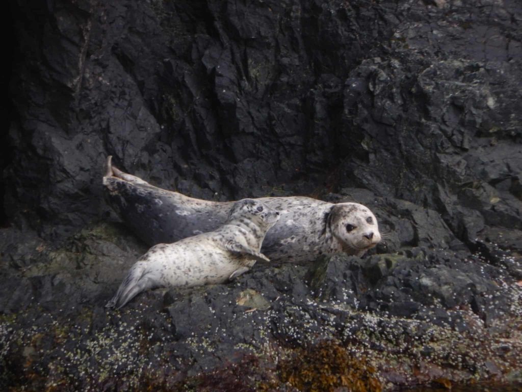 Vancouver seals