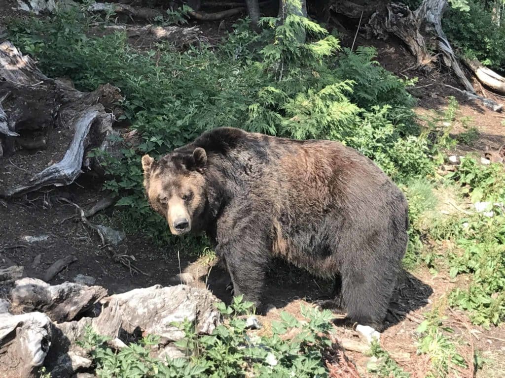 Grouse Mountain Bear