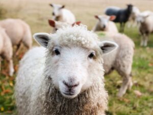 Irish lambs