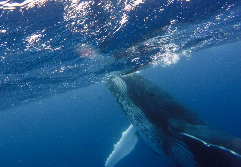 Whale Swim Tonga