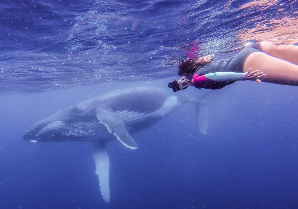 Swimming with humpbacks