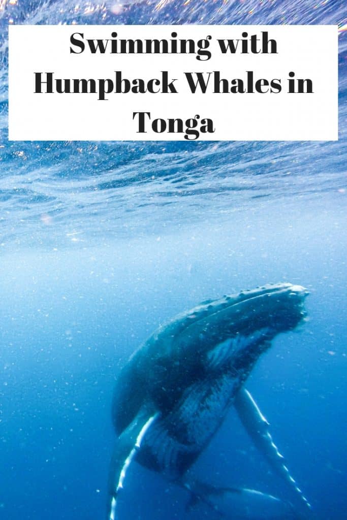 Dreaming of swimming with whales. In Tonga, you can! Swimming with humpback whales in Tonga was one of the best experiences in my life, and I'm sharing my top tips and everything you need to know to be able to swim with whales yourself. #Tonga #Whales