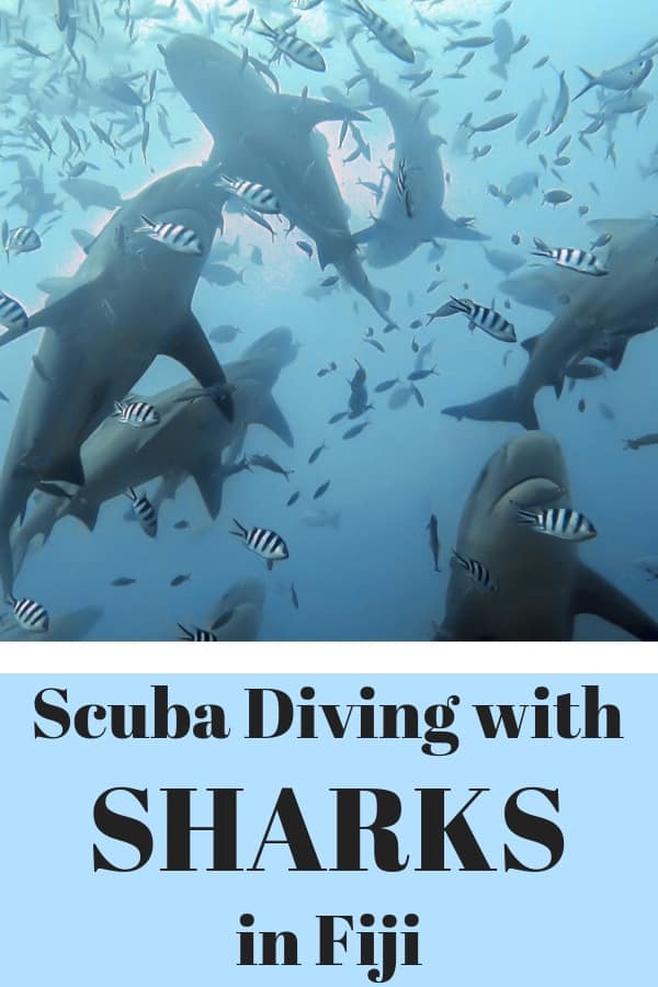 Ever wanted to go scuba diving with sharks? Here's what you need to know about the Fiji shark dive. #ScubaDiving #Sharks #Fiji