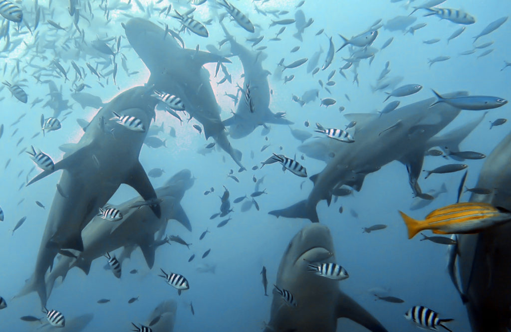 diving with sharks in Fiji