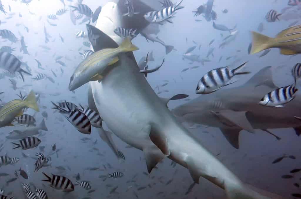 Fiji shark dive
