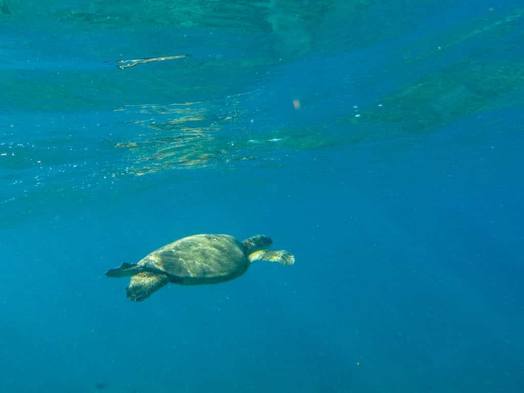 Turtle in Hawaii