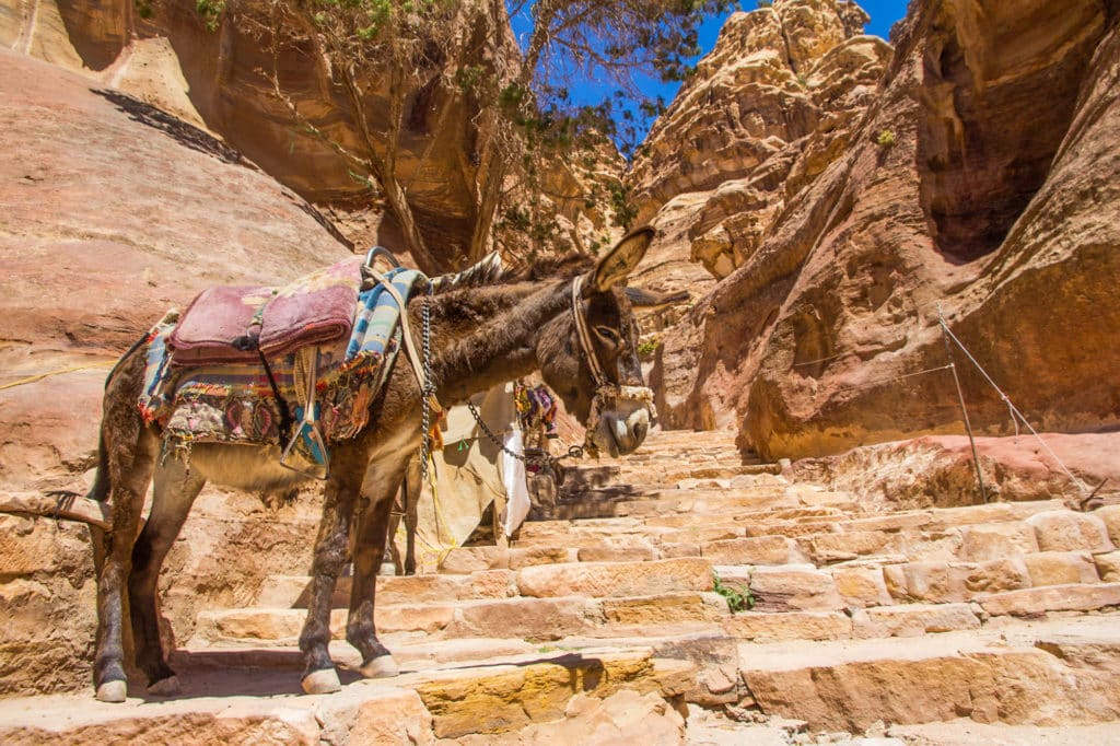 Donkey on hiking trail to Petra Monastery