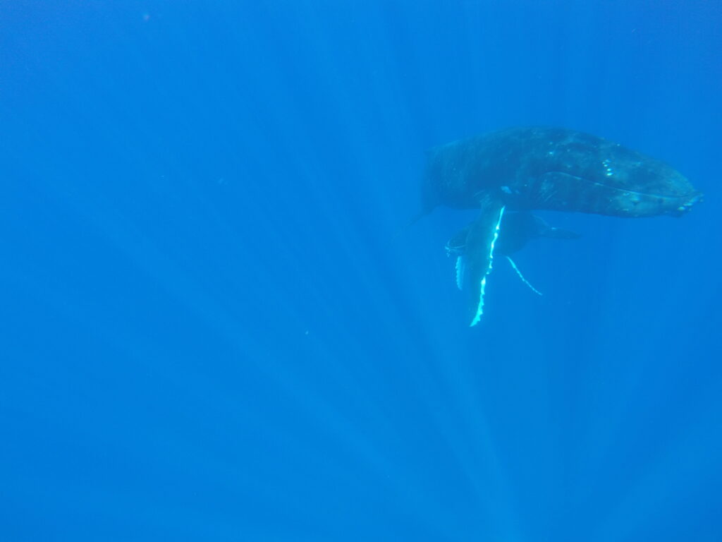 mother humpback and her calf in Moorea