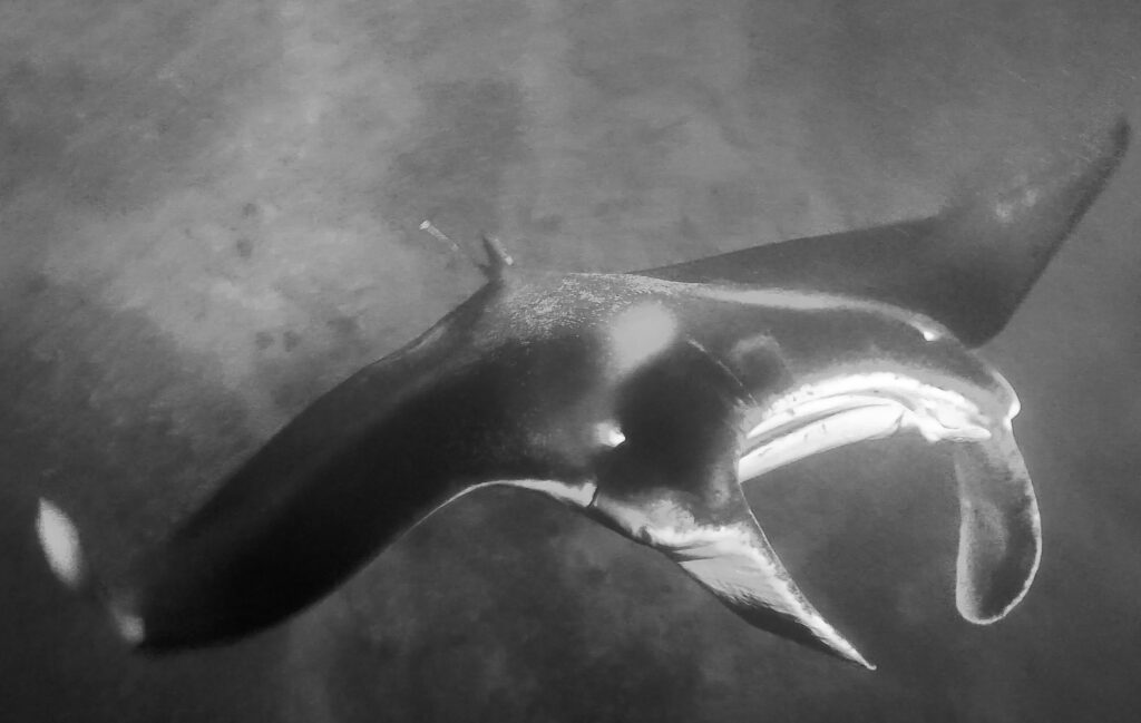 swimming with manta rays in Kona, Hawaii
