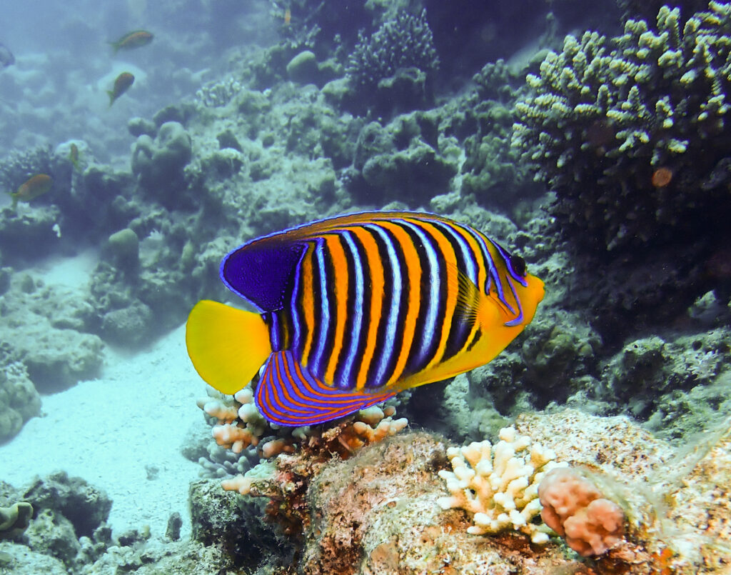 Colourful fish