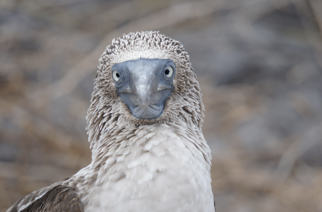 Blue Footed Boobie looking at the camera 