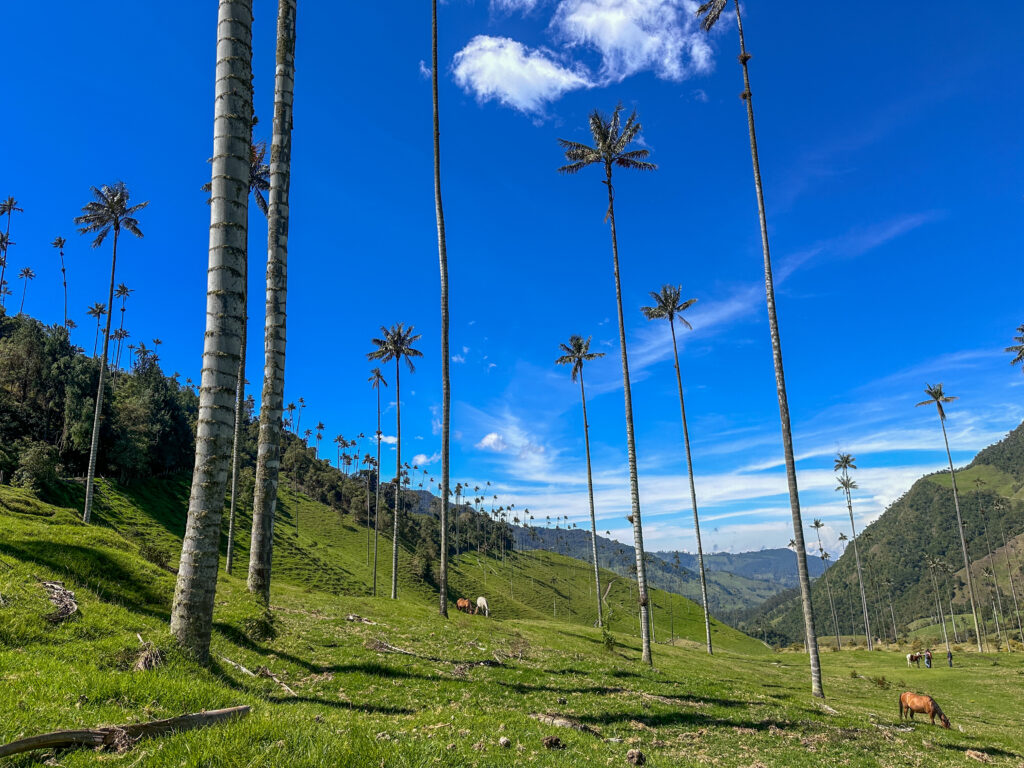 Wax Palms against blue sky and green valley of Cocora Valley